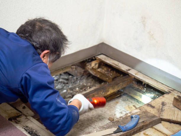 Best Toxic Mold Removal  in Goshen, CA