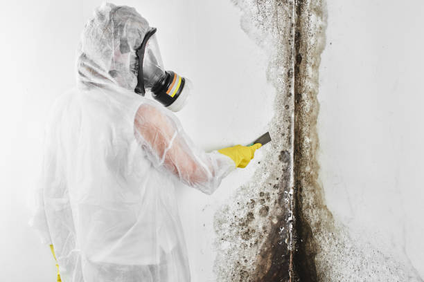 Reliable Goshen, CA Mold Removal Solutions