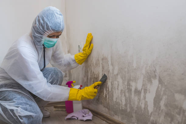 Best Mold Removal Company Near Me  in Goshen, CA