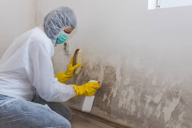 Best Best Mold Removal Companies  in Goshen, CA