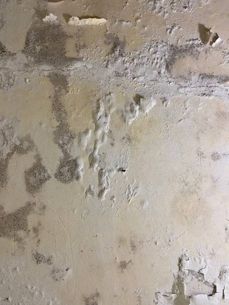 Best Residential Mold Removal  in Goshen, CA
