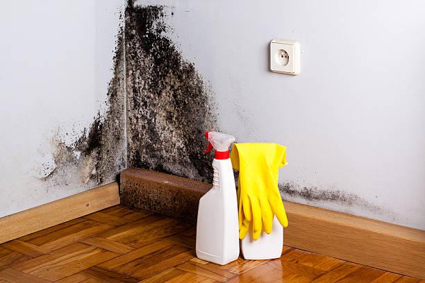 Best Affordable Mold Removal  in Goshen, CA