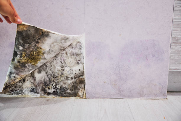 Best Home Mold Removal  in Goshen, CA